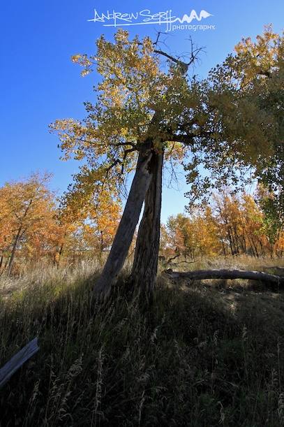 Fall Split