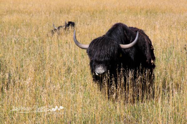 Yaks in the Mountains