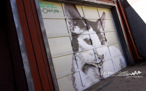 Cat Door