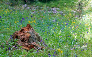 The Contrast of Life and Decay