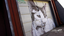 Cat Door