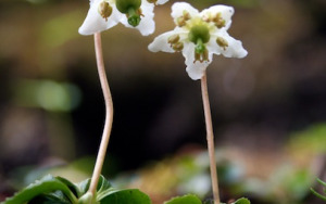 A Couple of Woodnymphs