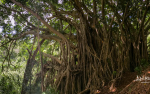Banyan Tree