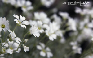 Field of White