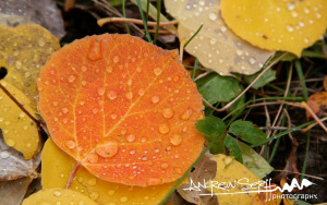 Fall Color Rain