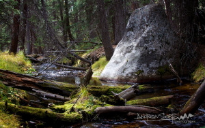 Enchanted Forest