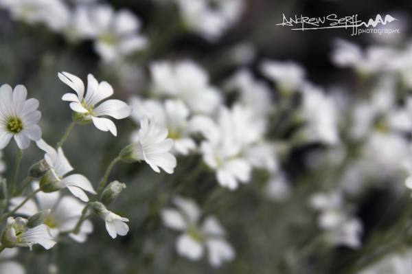 Field of White