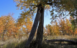 Fall Split
