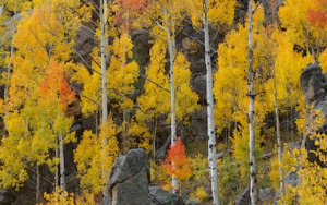 The Little Red Tree