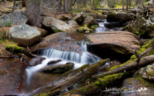 Cascades of the Forest