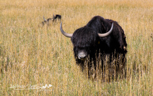 Yaks in the Mountains
