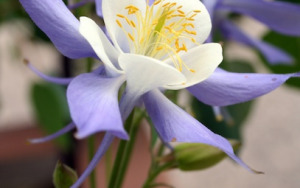 Columbine in Breckenridge