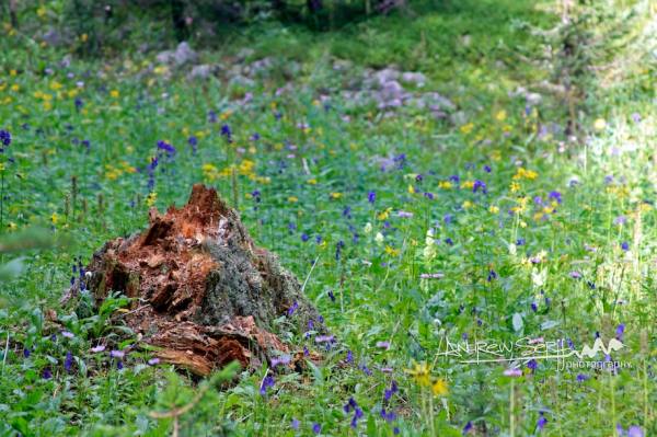 The Contrast of Life and Decay