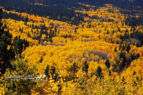 River of Color