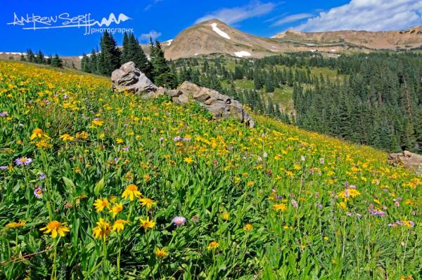 Colorado Summer Meadow