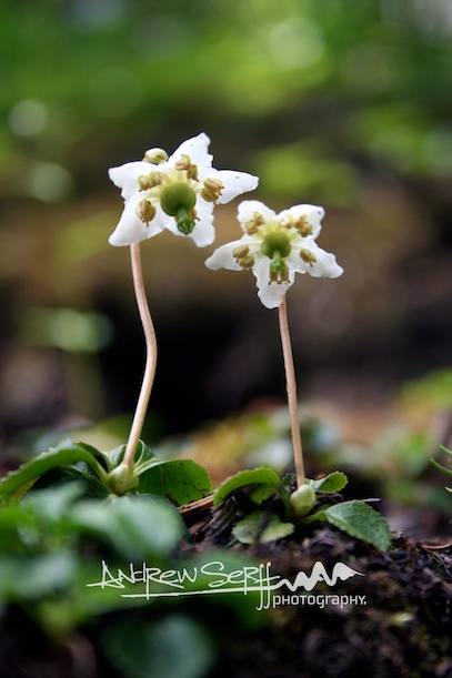 A Couple of Woodnymphs