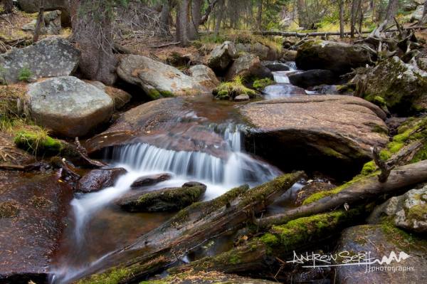 Cascades of the Forest