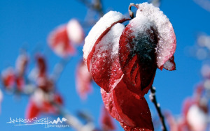 Frosted Fall Colors