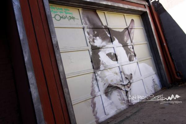 Cat Door