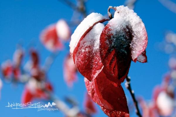 Frosted Fall Colors