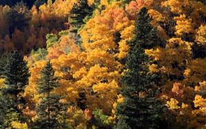 The Different Colors Of Fall