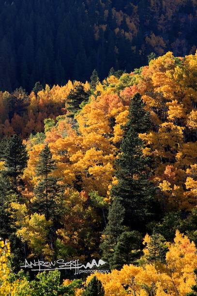 The Different Colors Of Fall
