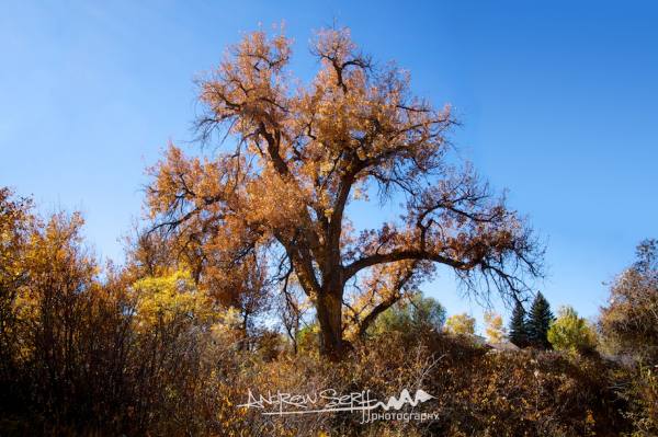 Fall Coming to an End