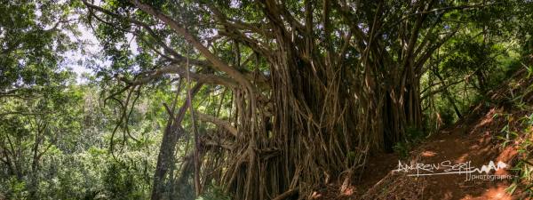 Banyan Tree
