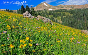 Colorado Summer Meadow
