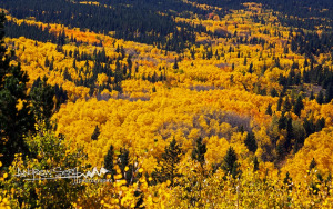River of Color