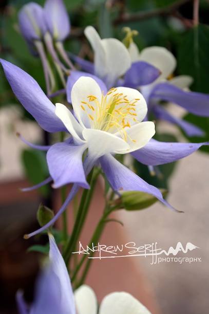 Columbine in Breckenridge