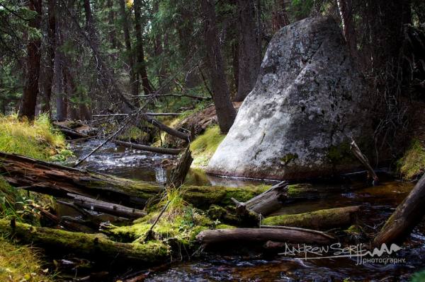 Enchanted Forest