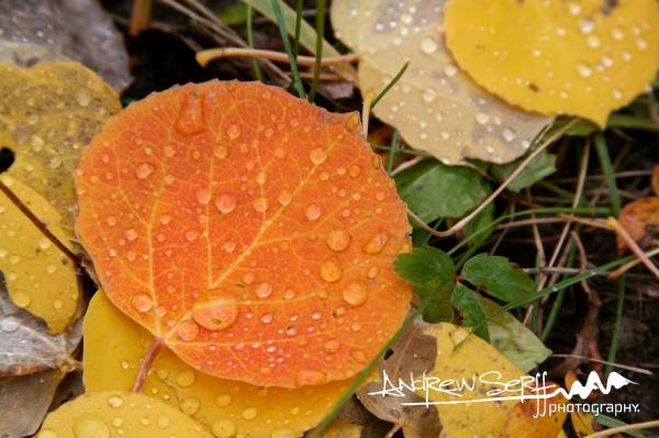 Fall Color Rain