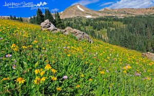Colorado Summer Meadow